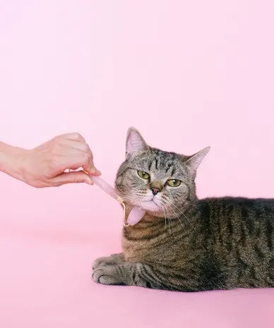 Особливості догляду за тваринами