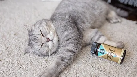 Пробіотики для котів – користь чи шкода?