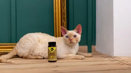 Регенерація хрящової тканини котів