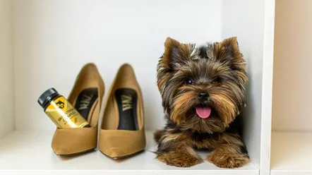 Як зрозуміти, що собаці не вистачає вітамінів?