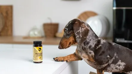 Як зрозуміти, що собаці не вистачає вітамінів?