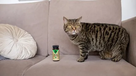 Який препарат дати коту при захворюванні нирок?