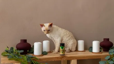 Який препарат дати коту при захворюванні нирок?