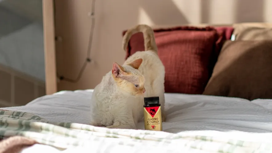 Як зрозуміти, що у кота болить живіт: ознаки та рекомендації