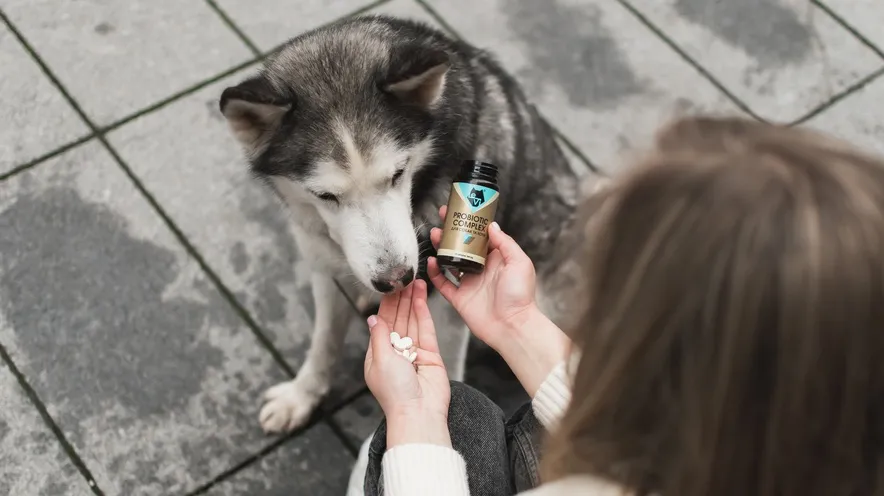 Чим відновити мікрофлору кишківника у собаки?