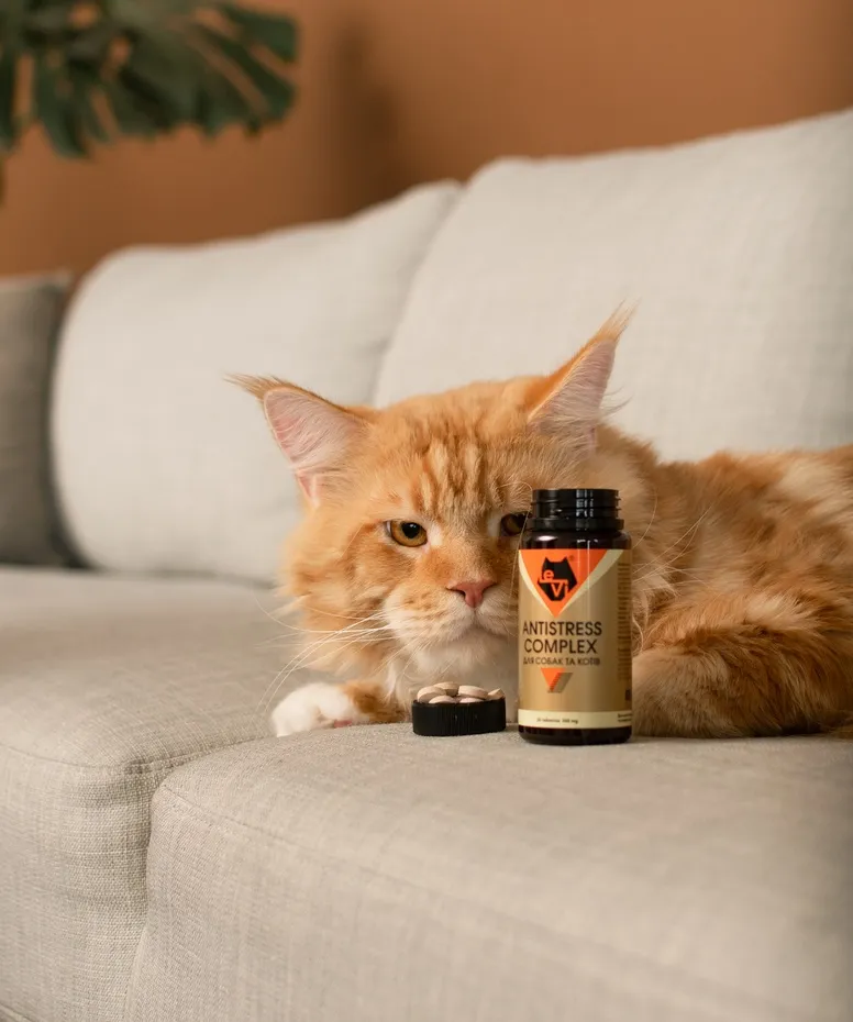 Яке заспокійливе можна дати коту в дорогу?