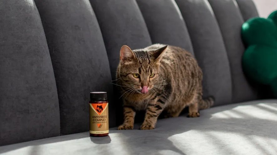 Яке заспокійливе можна дати коту в дорогу?