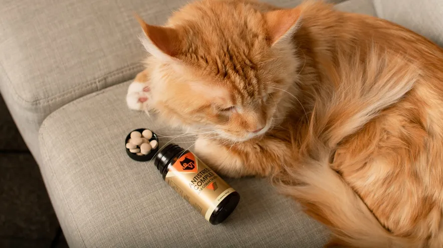 Яке заспокійливе можна дати коту в дорогу?