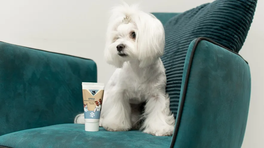 Протизапальний крем для собак. У яких випадках використовувати цей засіб?