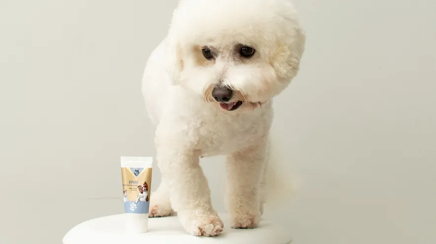 Протизапальний крем для собак. У яких випадках використовувати цей засіб?