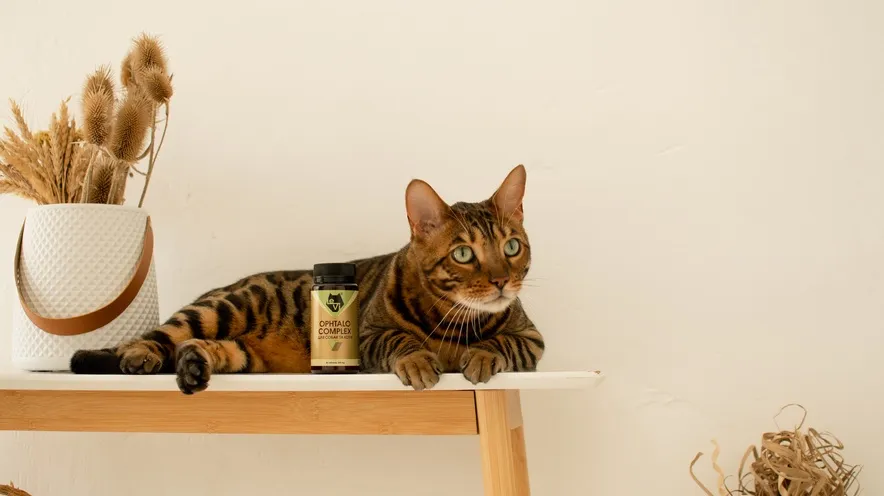 Як відновити та покращити зір кішки?