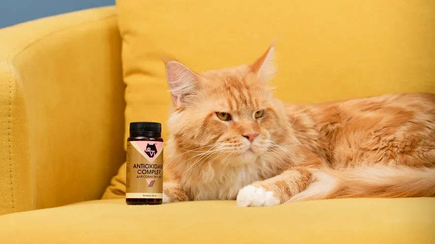 Як антиоксиданти можуть допомогти уповільнити процес старіння у кішок, підтримуючи здоров'я їхніх органів та суглобів