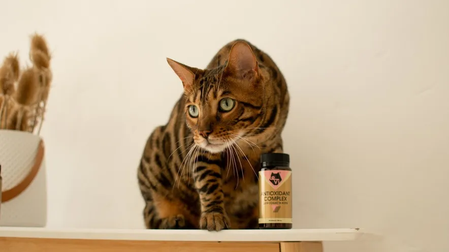 Як антиоксиданти можуть допомогти уповільнити процес старіння у кішок, підтримуючи здоров'я їхніх органів та суглобів