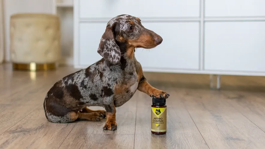 Що викликає запалення суглобів у собак?