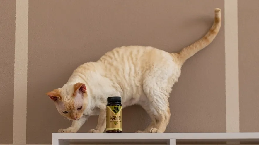 Кальцій і фосфор та їх роль у харчуванні кішок