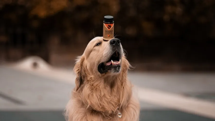 Яке заспокійливе можна дати собаці в дорогу: поради власникам