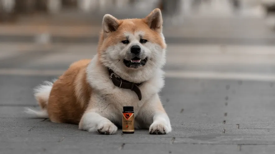 Яке заспокійливе можна дати собаці в дорогу: поради власникам