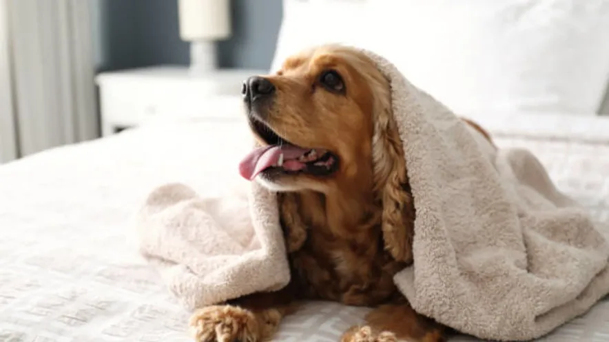 Який кондиціонер можна використовувати для шерсті моєї собаки?