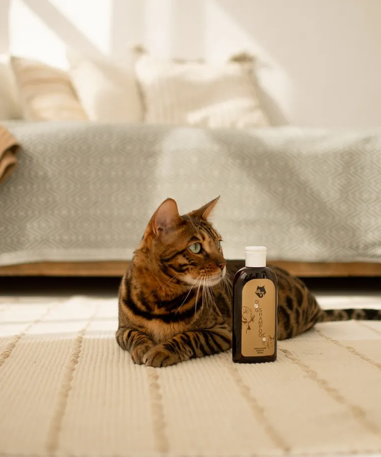 Який шампунь найкраще використовувати для котів?