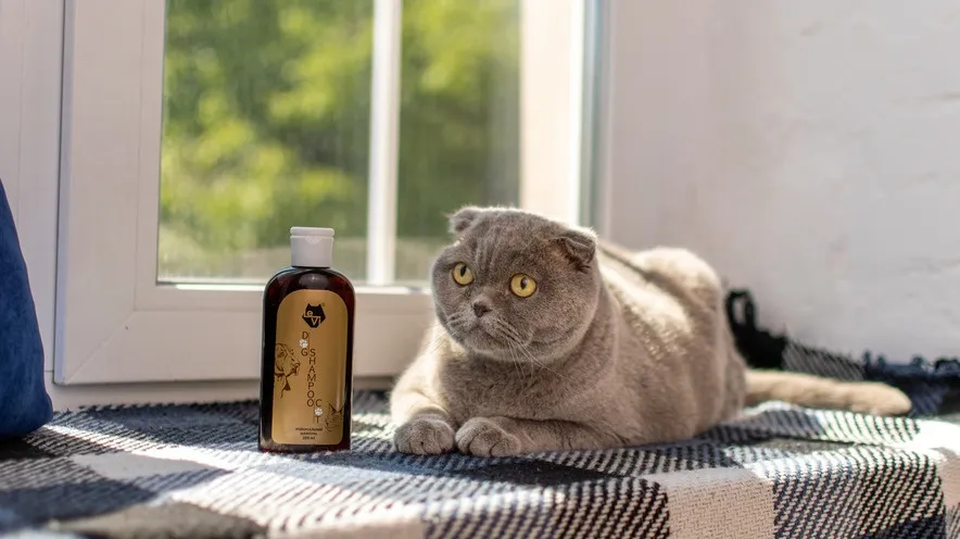 Який шампунь найкраще використовувати для котів?