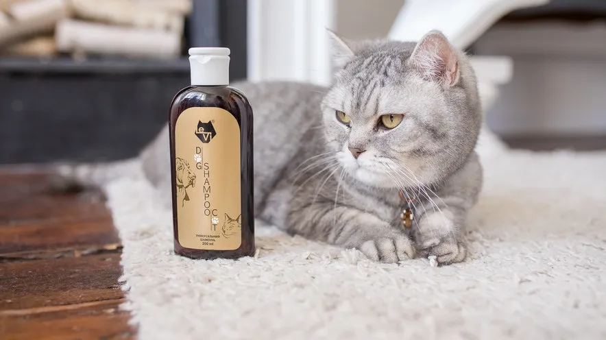 Який шампунь найкраще використовувати для котів?