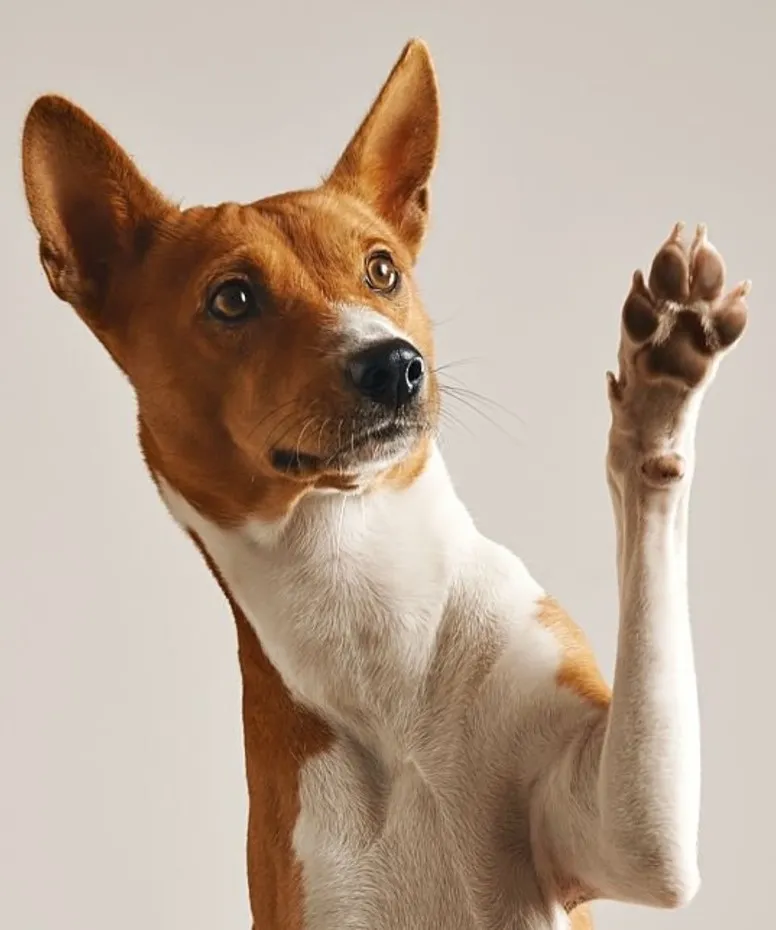 Який крем безпечно використовувати для собак?