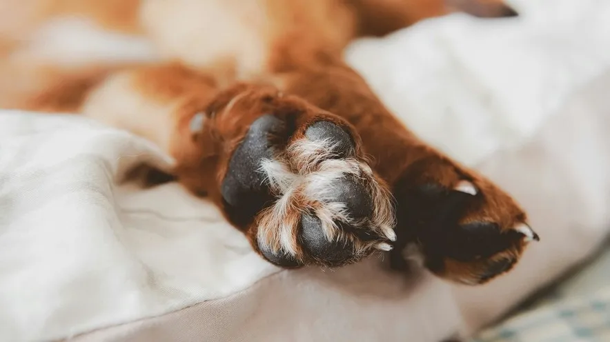 Який крем безпечно використовувати для собак?