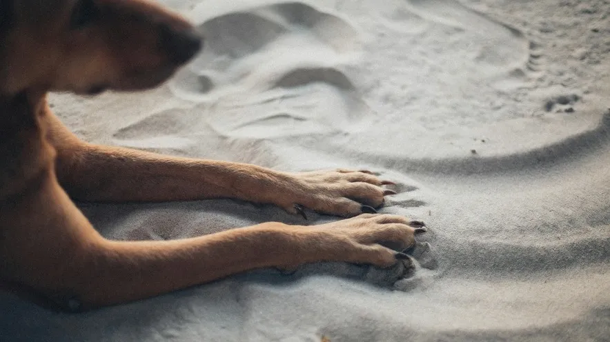 Який крем безпечно використовувати для собак?