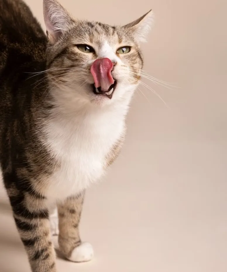 Чи допомагає спрей для ротової порожнини кішці?