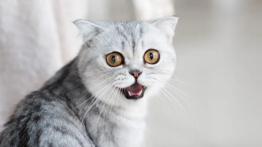 Чи допомагає спрей для ротової порожнини кішці?