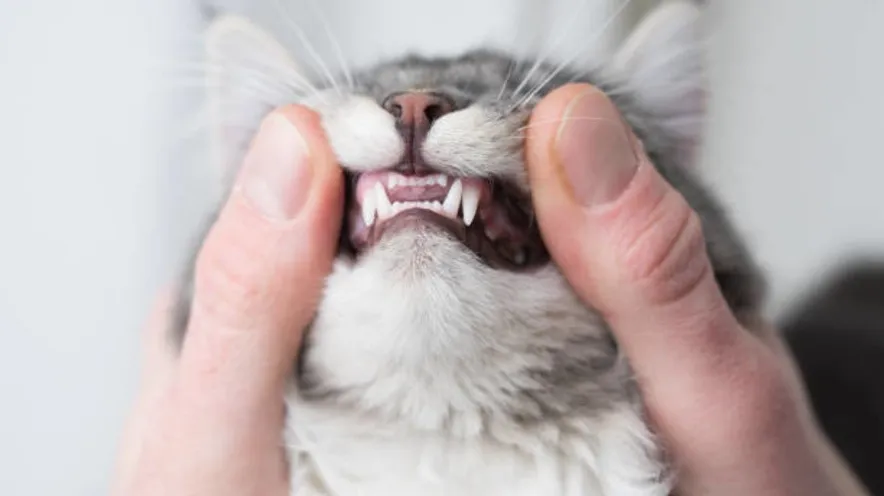 Чи допомагає спрей для ротової порожнини кішці?