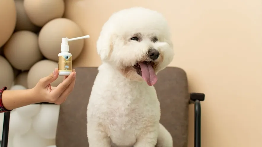 Яким лосьйоном чистити вуха собаці?