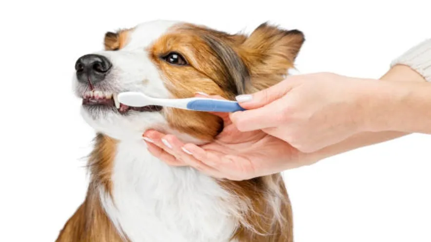 Яку зубну пасту використовувати для собаки?