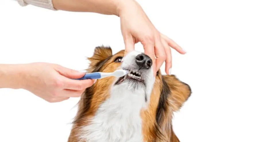 Яку зубну пасту використовувати для собаки?