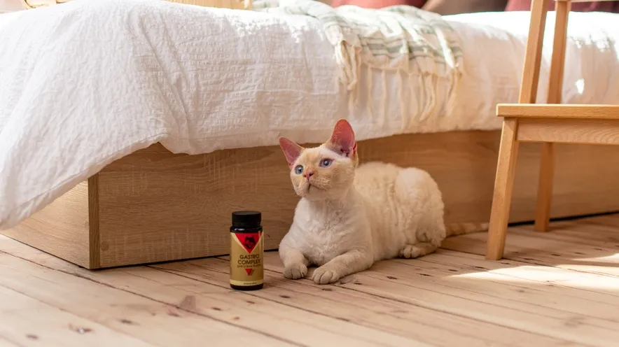 Як нормалізувати випорожнення у кішки?