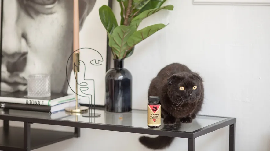 Як нормалізувати випорожнення у кішки?