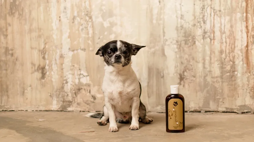 Який тип шампуню найкраще підходить для собак?