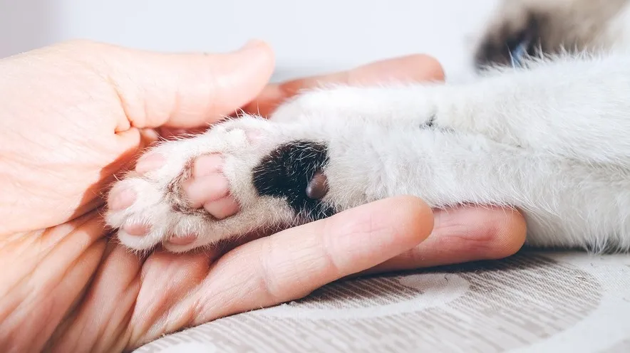 Який крем безпечно використовувати для лап котів?