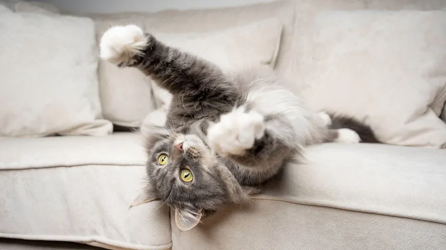 Який крем безпечно використовувати для лап котів?