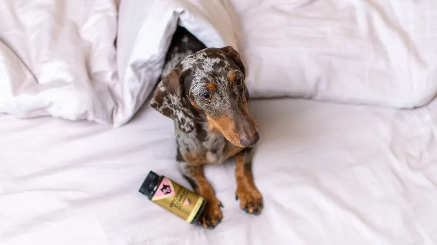 Які поживні речовини найкраще підходять для літніх собак і яку роль відіграють антиоксиданти?