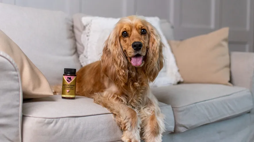 Які поживні речовини найкраще підходять для літніх собак і яку роль відіграють антиоксиданти?