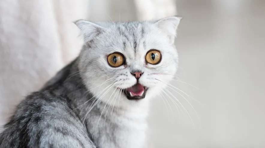 Чим можна обробляти ротову порожнину кішці?