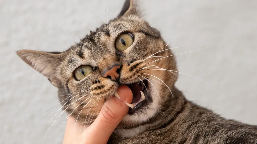 Чим можна обробляти ротову порожнину кішці?