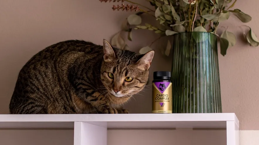 Що давати кішці для покращення роботи серця?