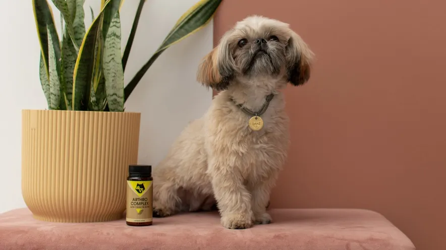 Як допомогти собаці з хворими суглобами?