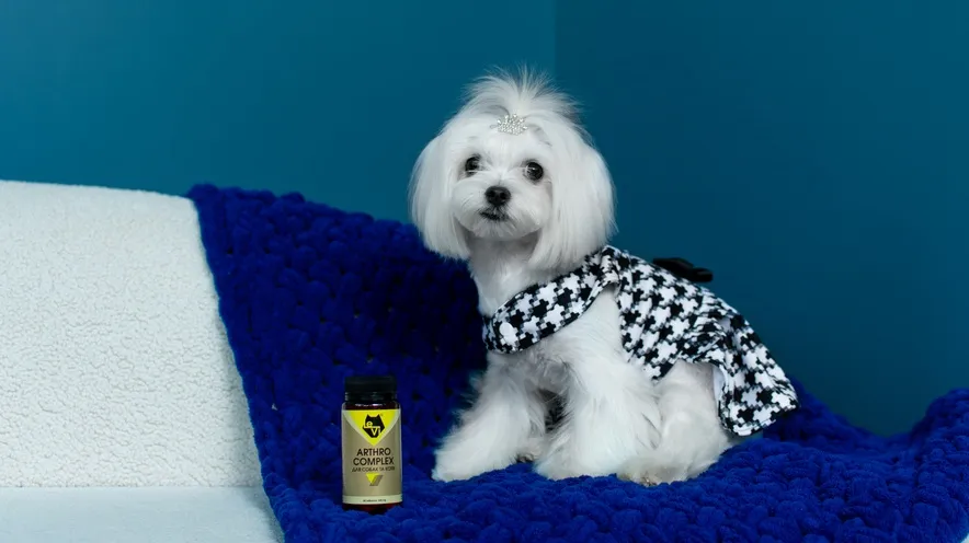 Як допомогти собаці з хворими суглобами?