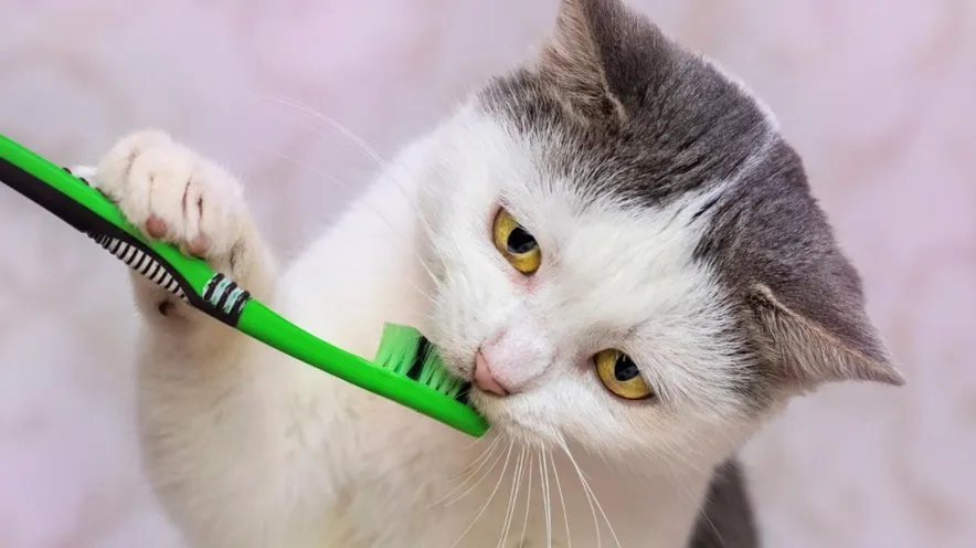 Як чистити зуби коту і яку зубну пасту обрати?