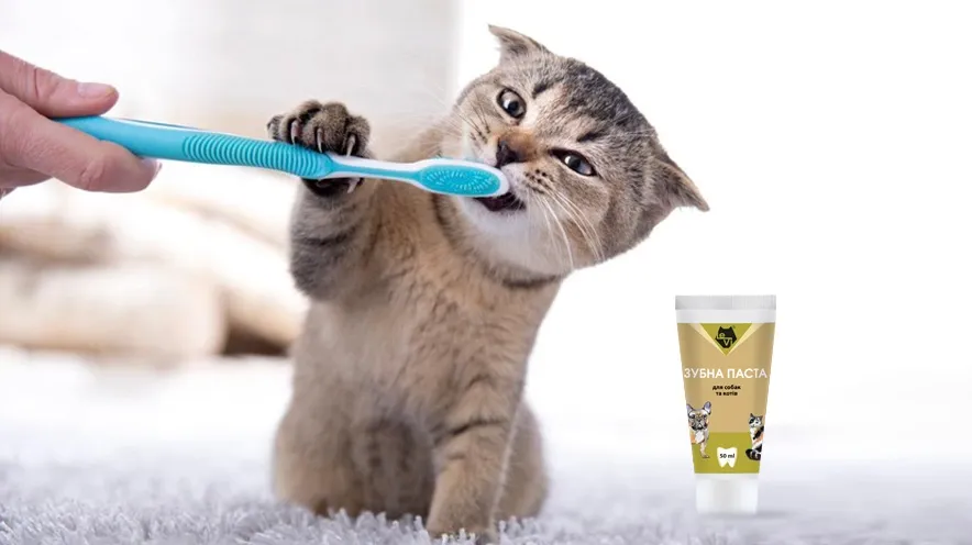 Як чистити зуби коту і яку зубну пасту обрати?