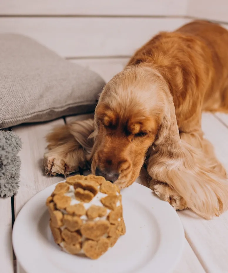 Шкідливі та небезпечні продукти і рослини для собак