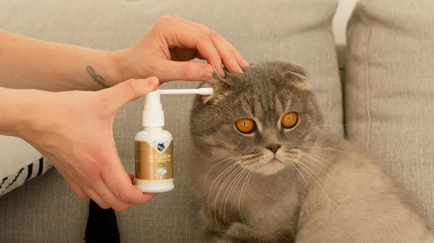 Чим чистити вуха у котів?